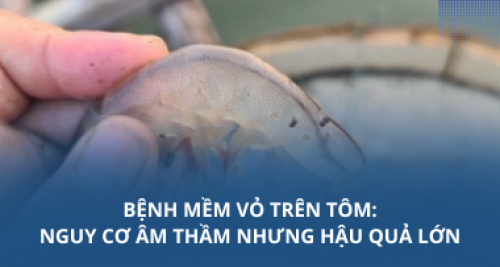 Bệnh mềm vỏ trên tôm: Nguy cơ âm thầm nhưng hậu quả lớn
